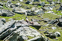 Alpy Austriackie. - foto: wnieznane.pl