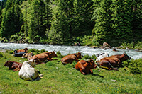 Alpy Austriackie. - foto: wnieznane.pl