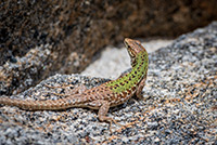 Kalabria. Jaszczurka wygrzewająca się na gorącym kamieniu na plaży Formicoli. - foto: wnieznane.pl