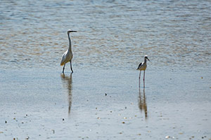Kos. Ptaki brodzące w słonym jeziorze Alikes. - foto: wnieznane.pl