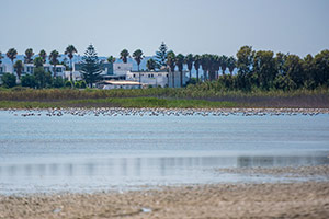 Kos. Ptaki brodzące w słonym jeziorze Alikes. - foto: wnieznane.pl