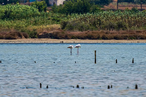 Kos. Flamingi brodzące w słonym jeziorze Alikes. - foto: wnieznane.pl