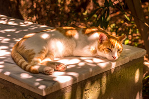 Kos. Kot w ruinach Asklepiejonu. - foto: wnieznane.pl