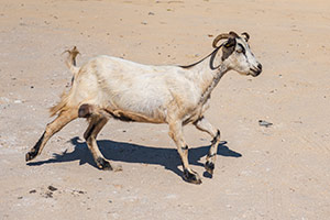 Kos. Koza w opuszczonej wiosce Palio Pyli. - foto: wnieznane.pl